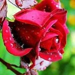 Norma Barron - @norma.barron.562 - Instagram