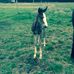 Norma Barton - Facebook