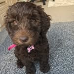 Norma Bear - @norma.bear - Instagram