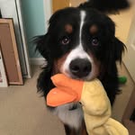Norma Bear - @thenormabear - Instagram