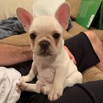 Bentley - @bentley_nugget_norman - Instagram