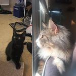 Bentley/Norman - @bentley_coon_and_norman - Instagram