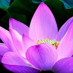 Norma Issa•Mindset Coach•Entrepreneur•Dare to Bloom Coaching - @daretobloomcoaching - Instagram