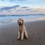 Norman Bowles - @norman.bowles - Instagram