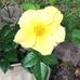 Norma Braun - Facebook