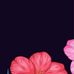 Norma Bravo - Facebook