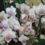 Norma Buckingham - Facebook