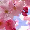norma buenrostro - @norma.buenrostro8 - TikTok
