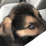 Duke Gemini Leo Mystic - @thenormanbunch - Instagram
