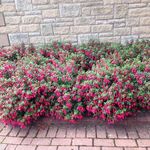 Norma Bunch - @norma.bunch.33 - Instagram