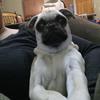 Norma Bustillos - @abnormalpugmom - TikTok