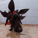 Norma Coutinho Da Silva - @normacacho1 - Instagram
