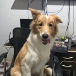 Norma Collie - @norma.collie - Instagram
