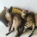Norma&Cookei🐆😻🐈🍪 - @norma_and_cookei - Instagram