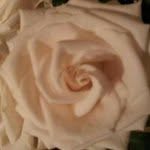 Norma Cosme - @normacosme - Instagram