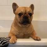 @frenchienormacroft - Instagram
