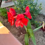 Norma Deras - @lapachonaturalteas - Instagram