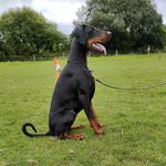 Gavin Gardiner Norma Doyle - @samhainthedobermann - Instagram