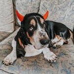 ↞ 𝔻𝕦𝕕𝕝𝕖𝕪 ℕ𝕠𝕣𝕞𝕒𝕟 𝕋𝕙𝕖 𝔹𝕒𝕤𝕤𝕖𝕥 ↠ - @dudleynormanbasset - Instagram