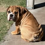 Norman Earl of Wrinkelman - @bulldog_norman_earl - Instagram