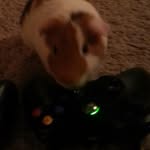 Norman,Norms,Earle - @norman_the_ginnypig - Instagram