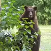 Norma Jo Polk Earp - @norma.jo.polk.ear - TikTok