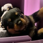 Norma Everhart - @everharts_rottweilers - Instagram