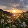 dude_120 - @norman.dude.flood.3 - TikTok