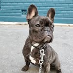 Frenchie Norma - @frenchie.norma - Instagram