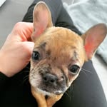 FRENCHIE NORMA 🎀 - @norma.frenchiegirl - Instagram