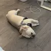 NORMAN 🐾✨ - @normanthefrenchbullie - TikTok