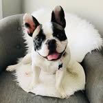 Norman - @norman.french.bulldog - Instagram