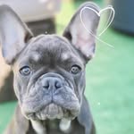 Norman - @norman.the.french - Instagram
