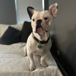 norman🦴🫧 - @norman.the.frenchiee - Instagram