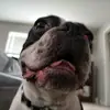 Norman - @normanbubthefrenchton - TikTok