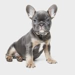 Norman Rockwell Richards - @norman.the.frenchie5 - Instagram