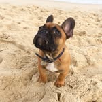 Norman The French Bulldog - @norman.frenchie - Instagram