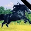normagalaviz945 - @normagalaviz945 - TikTok