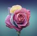 Norma Grayson - Facebook
