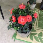 Norma Guidry - @normaguidry - Instagram