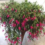 Norma Hamilton - @norma.hamilton.54 - Instagram