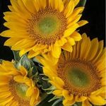 Norma L. Hartman - @mikkio21 - Instagram