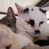 ShelbyBennett - @normaheinbe - TikTok