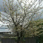 @normahills - Instagram