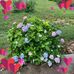 Norma Hobbs - Facebook