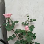 Norma Islas - Facebook