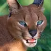 正常的猫 - @normalkatz - TikTok