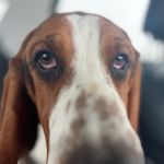 Norma Jeane 07/26/2022 Frankie Grace and Clark Kent 07/26/2022 - @triple_basset_trouble - Instagram