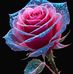 Norma Khan - Facebook