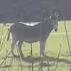 normalusklausimas - @normalusklausimas - TikTok